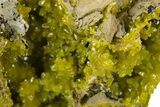 Yellow-Green Pyromorphite Crystals on Matrix - Congo #335209-1